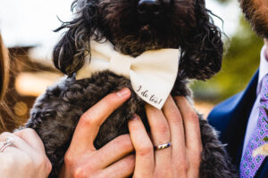 black miniature poodle with a bowtie that says I do too! at a wedding elopement