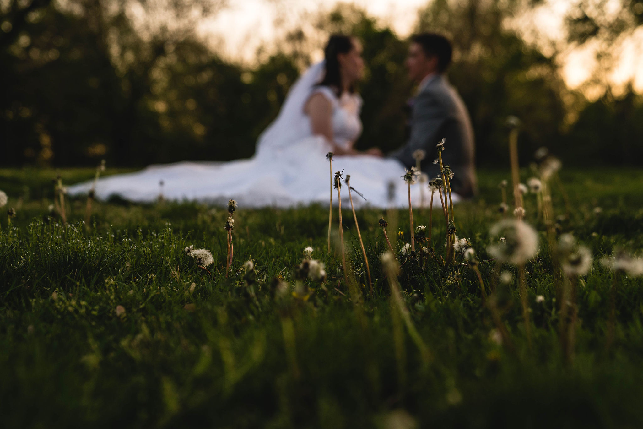 bride and groom sit in a field during golden hour with dandelions
